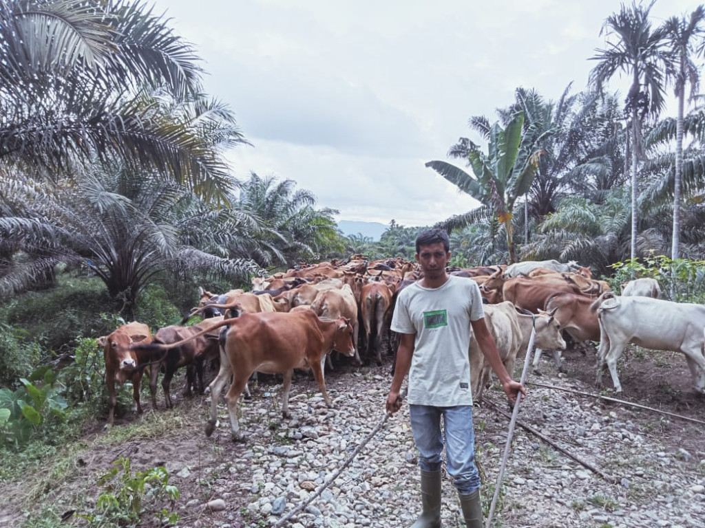 Photo Lembu masyarakat Gampong Lhung Geulumpang,yg dihibshksn oleh desa dari anggaran DD dan ADG 